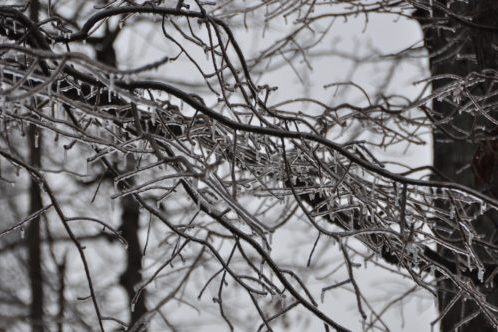 winter-986444_1920 Ice buildup on trees